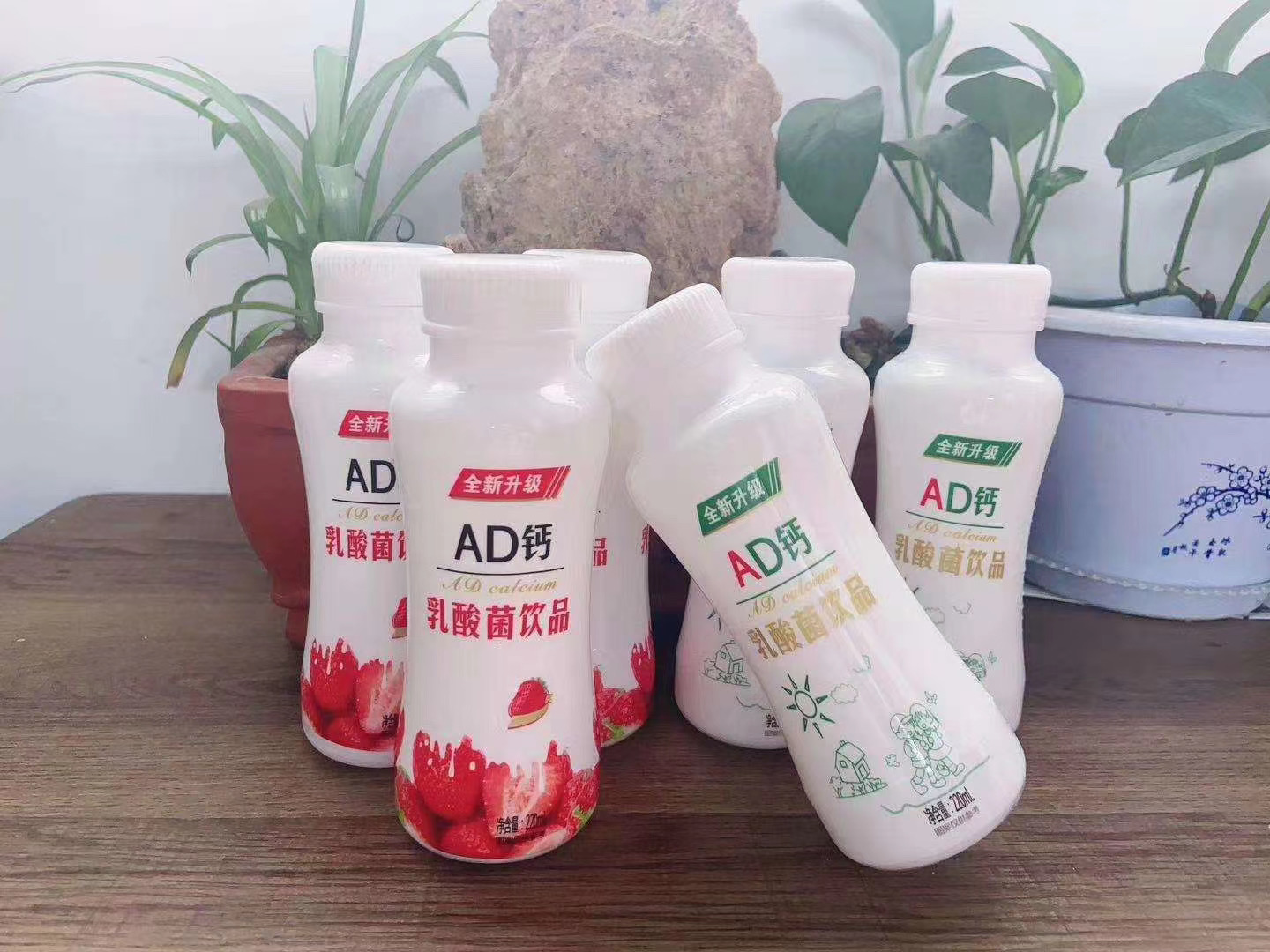 AD鈣乳酸菌